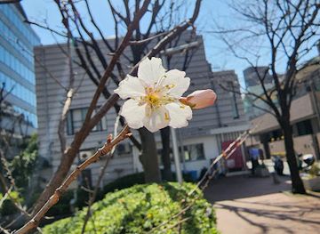 japan/tokyo/shibuya/landmark/sora-space-sakura