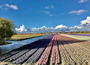 netherlands/dutch-coast/landmark/keukenhof