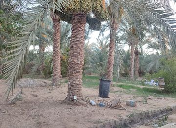 egypt/siwa-oasis/landmark/marzaa-jadidah