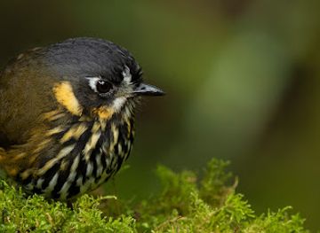 colombia/bogota/landmark/bogota-birding-colombia-wildlife-tours