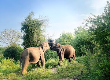 sri-lanka/udawalawe-national-park/landmark/udawalawe-game-watchers-safaris