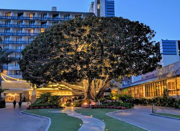 california/santa-monica/landmark/miramar-moreton-bay-fig-tree