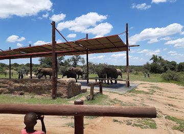 south-africa/waterberg/landmark/adventures-with-elephants