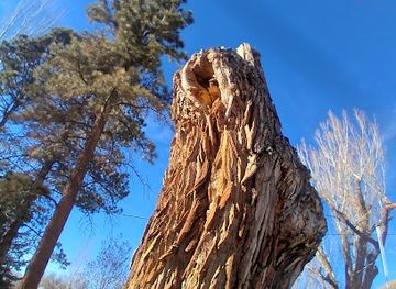 colorado/delta/landmark/ute-council-tree-trunk-monument