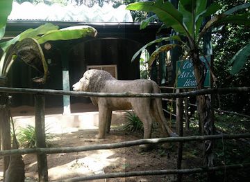 cameroon/bouba-njida-national-park/landmark/parc-de-la-mefou-ape-action-africa