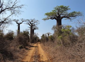 madagascar/ranomafana-national-park/landmark/kirindy-mitea-national-park