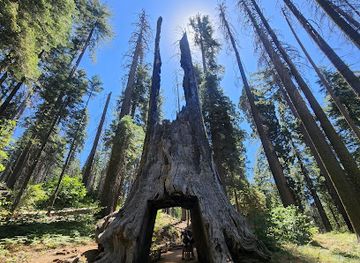 california/yosemite-village/landmark/dead-giant-tunnel-tree