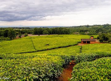 malawi/thyolo-highlands/landmark/thyolo-tea-estate
