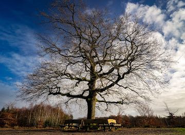 netherlands/utrechtse-heuvelrug/landmark/de-eenzame-eik