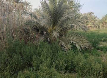 egypt/siwa-oasis/landmark/Tamanrasset