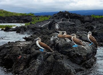 ecuador/galapagos-islands/landmark/fernandina-island