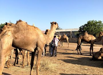 somalia/hargeisa/landmark/livestock-market