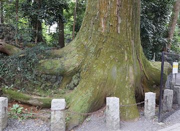 japan/kanto/landmark/takosugi