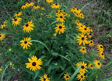 mississippi/hattiesburg/landmark/medicine-wheel-garden