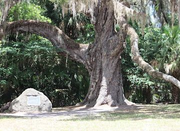 florida/daytona-beach/landmark/the-boardman-oak