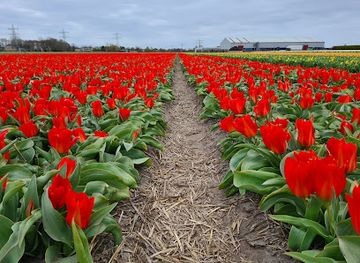 netherlands/bollenstreek/landmark/de-tulperij