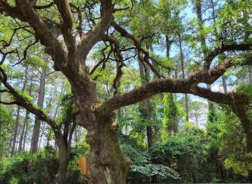 texas/the-woodlands/landmark/the-which-way-tree