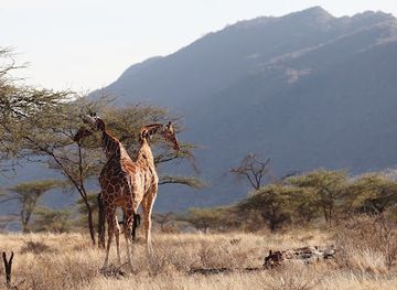 kenya/amboseli-national-park/landmark/samburu-national-park