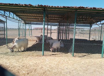 oman/ad-dakhiliyah-governorate/landmark/ostriches-park