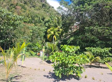 dominica/dominica-botanic-gardens/landmark/champagne-reef-dominica