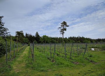 denmark/ribe/attraction/vester-vedsted-vingard