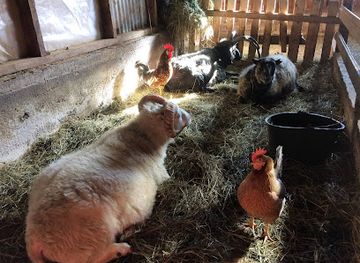 iceland/northeastern-region/landmark/petting-zoo-daladyro