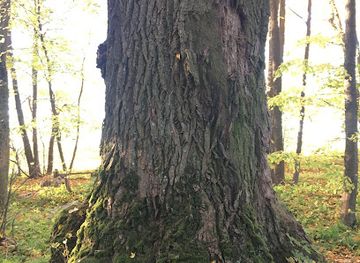 lithuania/jonava/landmark/vainiu-tuopa