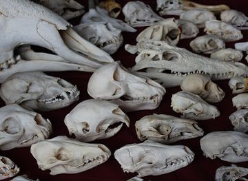 new-zealand/dunedin/cbd-central-business-district/landmark/the-dunedin-museum-of-natural-mystery