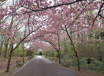 belgium/brussels/schaerbeek/landmark/de-japanse-kerselaars