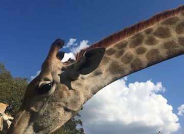 zimbabwe/harare/landmark/wild-is-life-zen
