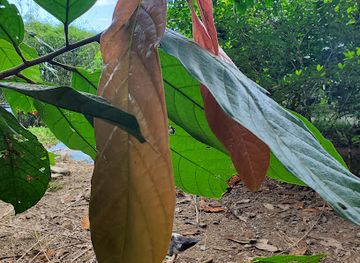 costa-rica/puerto-viejo/landmark/talamanca-chocolate