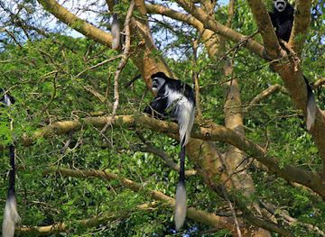 uganda/kibale-national-park/landmark/kanyanchu-visitor-center