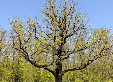 ukraine/vysokyi-verkh/landmark/dub-veleten