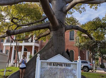 florida/key-west/landmark/the-kapok-tree