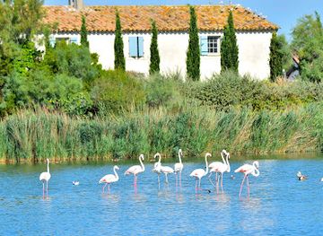 france/camargue/landmark/ornithological-park-of-pont-de-gau