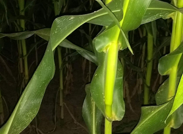 serbia/kragujevac/landmark/purenjak