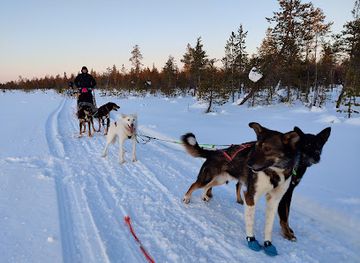 finland/rovaniemi/landmark/bearhill-husky