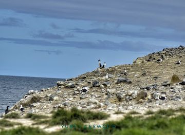 chile/tierra-del-fuego/landmark/los-pinguinos-natural-monument