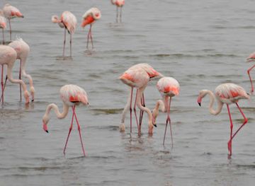 namibia/walvis-bay/landmark/flamingo-lagoon