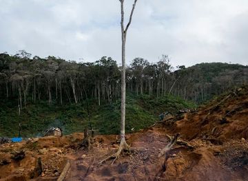 madagascar/analanjirofo/landmark/zahamena-national-park
