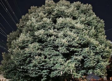 georgia/telavi/landmark/hundred-year-old-linden