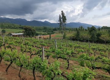 myanmar-burma/inle-lake/landmark/red-mountain-estate-vineyards-winery