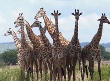 tanzania/morogoro/landmark/watu-safaris-t-ltd