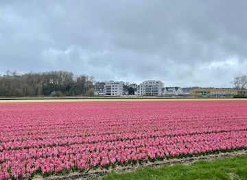 netherlands/bollenstreek/landmark/flower-field-bollenveld