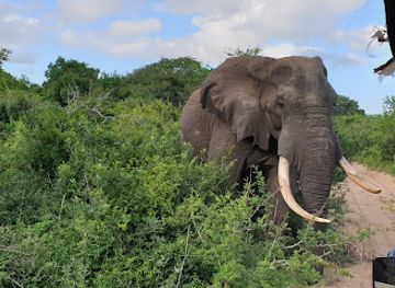 south-africa/elephant-coast/landmark/tembe-elephant-park