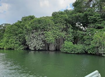 jamaica/south-coast/landmark/j-charles-swaby-s-black-river-safari