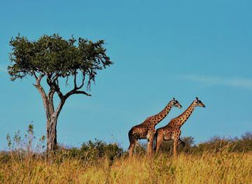 tanzania/kilimanjaro-region/landmark/kilimanjaro-bound-ltd