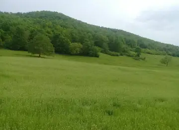 Qəbər mürdeyi