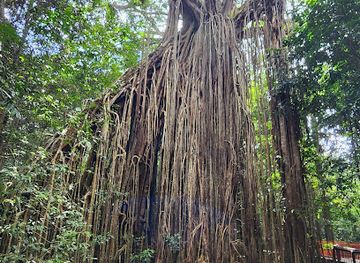 australia/atherton-tablelands/landmark/yungaburra-national-park