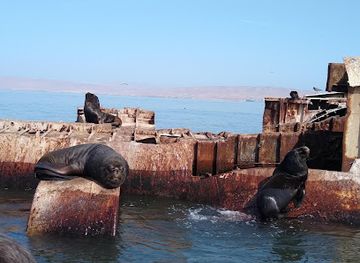 peru/paracas-national-reserve/landmark/zarcillo-connections-tours-en-paracas-islas-ballestas-y-lineas-de-nazca